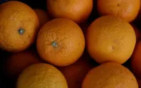Türkiye’nin turunçgil ihracatında mandalina öne çıktı Türkiye’nin turunçgil ihracatında mandalina öne çıktı