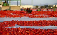 Türkiye 91 ülkeye kurutulmuş domates ihraç etti