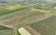 Ata tohumu karakılçık buğdayı yeniden üretime kazandırılıyor Ata tohumu karakılçık buğdayı yeniden üretime kazandırılıyor