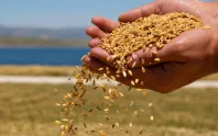Karadeniz riski buğdayı yeniden yukarı taşıdı