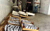 Balıkçıların yüzü palamutla gülüyor