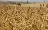Buğday piyasasında jeopolitik prim eriyor