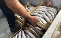 Türkiye'de yaşanan palamut bolluğu Almanya'ya da yansıdı! Kilosu 6 Euro'dan satılıyor