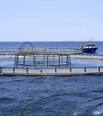 Su ürünleri üretimi rekor kırdı: İhracat 2.3 milyar dolara ulaştı