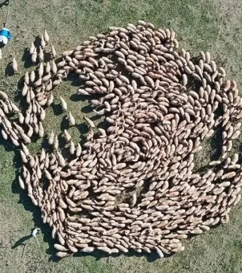 TİGEM’in hayvan varlığı 400 bini aştı: Damızlık üretimi hızlanıyor TİGEM’in hayvan varlığı 400 bini aştı: Damızlık üretimi hızlanıyor