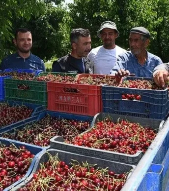 Üretici yeni pazarlar bekliyor: Kirazda verim yüksek Üretici yeni pazarlar bekliyor: Kirazda verim yüksek