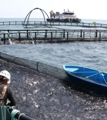 Su ürünlerinde markalaşma hedefi: 'Türk havyarı' küresel pazara sunulacak