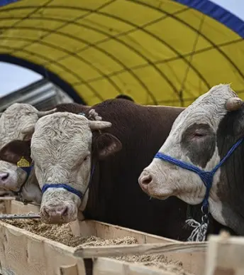 Sığır, koyun ve keçi kayıtlarında yeni yönetmelik yürürlüğe girdi