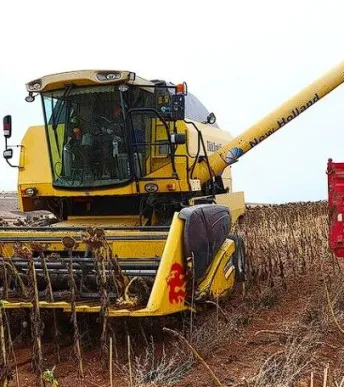 Ayçiçeğinde yeni sezon başladı: KARADENİZBİRLİK alımlara geçti