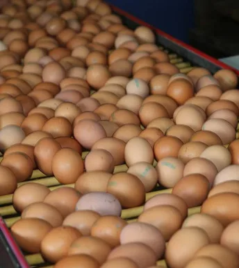 Türkiye'nin yumurta ihracatında rekor artış: 9 ayda 418 milyon doları aştı Türkiye'nin yumurta ihracatında rekor artış: 9 ayda 418 milyon doları aştı