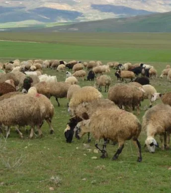 Hayvancılıkta destek bütçesi yükseliyor: 2027’de 52,5 milyar liralık kaynak ayrıldı Hayvancılıkta destek bütçesi yükseliyor: 2027’de 52,5 milyar liralık kaynak ayrıldı