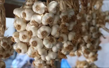 Taşköprü sarımsağında hasat yeni başladı Taşköprü sarımsağında hasat yeni başladı