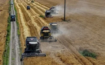 TİGEM yılda 130-140 bin ton sertifikalı tohum satıyor