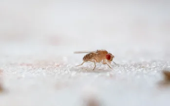 Bilim insanları nemin böceklerin biyolojik saatini senkronize ettiğini belirledi Bilim insanları nemin böceklerin biyolojik saatini senkronize ettiğini belirledi
