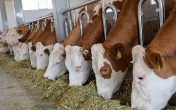 Yeni düzenleme yürürlüğe girdi: Bakanlıktan hayvancılıkta ari işletme ve tazminat şartlarına düzenleme Yeni düzenleme yürürlüğe girdi: Bakanlıktan hayvancılıkta ari işletme ve tazminat şartlarına düzenleme
