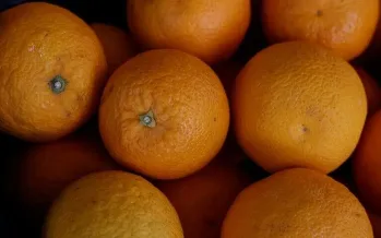 Türkiye’nin turunçgil ihracatında mandalina öne çıktı Türkiye’nin turunçgil ihracatında mandalina öne çıktı