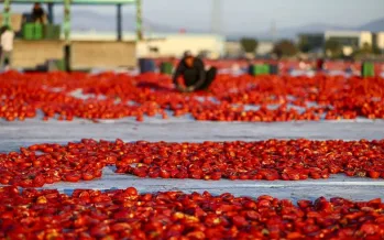 Türkiye 91 ülkeye kurutulmuş domates ihraç etti Türkiye 91 ülkeye kurutulmuş domates ihraç etti