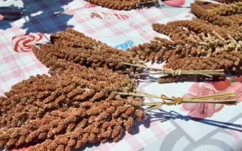 Türkiye'de alternatif tarım atağı! İlk deneme başarılı oldu Türkiye'de alternatif tarım atağı! İlk deneme başarılı oldu