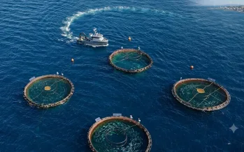 Yüzde 12 arttı: Karadeniz'in su ürünleri ihracatı 186 milyon doları aştı Yüzde 12 arttı: Karadeniz'in su ürünleri ihracatı 186 milyon doları aştı