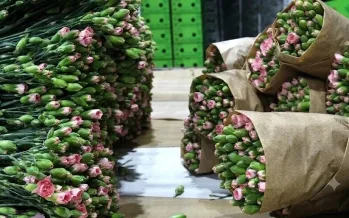 Süs bitkisi ihracatı ilk yarıda 100 milyon dolara aştı: Hedef yılı büyümeyle kapatmak Süs bitkisi ihracatı ilk yarıda 100 milyon dolara aştı: Hedef yılı büyümeyle kapatmak