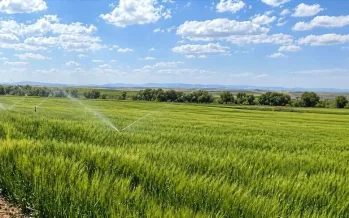 Tarımda yapay zeka devrimi: Çiftçilik artık dijital mühendislik ile güçleniyor