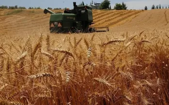 Trakya'da buğday hasat mesaisi tamamlandı: Yağışlar yaradı