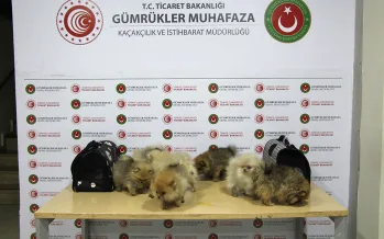 İstanbul Havalimanı'nda kaçak 51 bin hayvan yakalandı İstanbul Havalimanı'nda kaçak 51 bin hayvan yakalandı