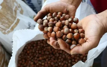 Ticaret borsalarında 11 ayda 375 bin tonu aşkın fındık işlem gördü Ticaret borsalarında 11 ayda 375 bin tonu aşkın fındık işlem gördü