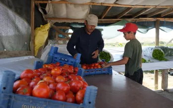 AB'den tescilli Ayaş domatesinin hasadı başladı AB'den tescilli Ayaş domatesinin hasadı başladı