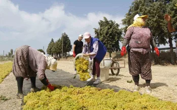 Üzüm hasadında günlük ücret 1.750 TL’ye kadar çıkacak Üzüm hasadında günlük ücret 1.750 TL’ye kadar çıkacak