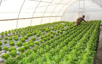 Yeni sera yatırımı duyuruldu! Yıllık 100 bin ton üretim hedefleniyor