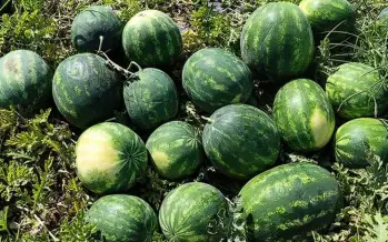 157 tarım ürünü incelendi: 53 ürün iklim açısından yüksek risk grubunda