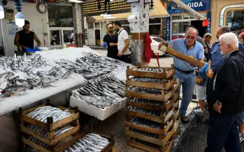 Karadeniz'de palamut bereketi: Yeni sezon öncesi ağlar doldu