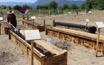 Dünyanın en pahalı baharatında AR-GE atağı: Safranın verimini artıracak 7 yeni yöntem