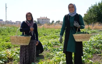 Coğrafi işaretli Çubuk turşusu dünyaya yayılıyor