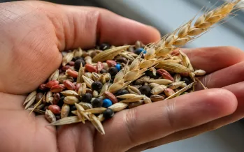 Türk tohumculuk sektörü küresel köprü konumunda: Asya ve Avrupa arasında büyüyor Türk tohumculuk sektörü küresel köprü konumunda: Asya ve Avrupa arasında büyüyor