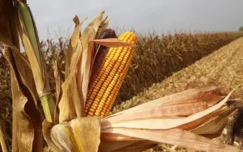 Mısır fiyatları 3 yılın zirvesinde