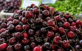 Tarımda tarihi rekor: Yaş meyve ihracatı ilk kez 1 milyar doları aştı Tarımda tarihi rekor: Yaş meyve ihracatı ilk kez 1 milyar doları aştı