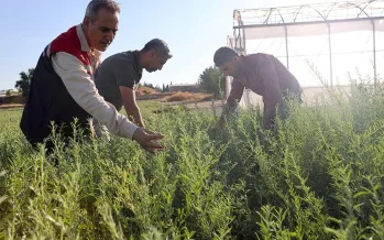 Yüzde 17 proteine ulaşan tuz çalısı meralarda yem kaynağı olacak Yüzde 17 proteine ulaşan tuz çalısı meralarda yem kaynağı olacak