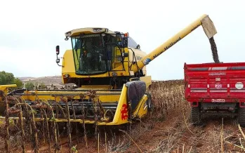 Ayçiçeğinde yeni sezon başladı: KARADENİZBİRLİK alımlara geçti Ayçiçeğinde yeni sezon başladı: KARADENİZBİRLİK alımlara geçti