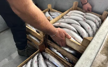 Balık tezgahları 'Vira Bismillah' ile şenlendi: Palamut 75, mezgit 250 liraya düştü Balık tezgahları 'Vira Bismillah' ile şenlendi: Palamut 75, mezgit 250 liraya düştü