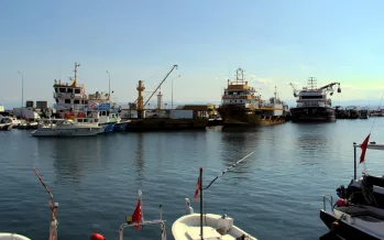 Palamut ağları doldurdu gözler hamsi ve torikte