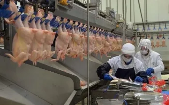 Tavuk eti üretimi temmuzda yüzde 8,4 arttı Tavuk eti üretimi temmuzda yüzde 8,4 arttı