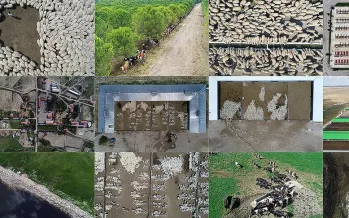 Türkiye hayvancılıkta zirvede: AB ile fark açılıyor