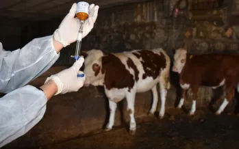 Hayvancılıkta yeni destek: Yetiştiricilerden aşı ve kimliklendirme ücreti alınmayacak