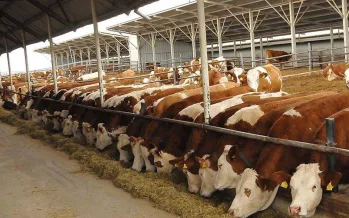 Tarım Bakanlığı 480 bin besilik sığır kotası açıyor Tarım Bakanlığı 480 bin besilik sığır kotası açıyor