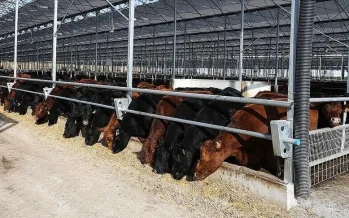 İthalat bağımlılığı azalıyor: Türkiye'nin büyükbaş hayvan sayısı son 3 yılda yüzde 7,4 arttı İthalat bağımlılığı azalıyor: Türkiye'nin büyükbaş hayvan sayısı son 3 yılda yüzde 7,4 arttı