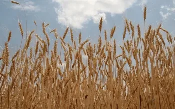 TMO'dan piyasaya buğday arzı
