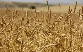 Buğday piyasasında jeopolitik prim eriyor: Fiyatlarda düşüş devam ediyor