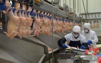 Tavuk eti üretimi yüzde 21'in üzerinde arttı